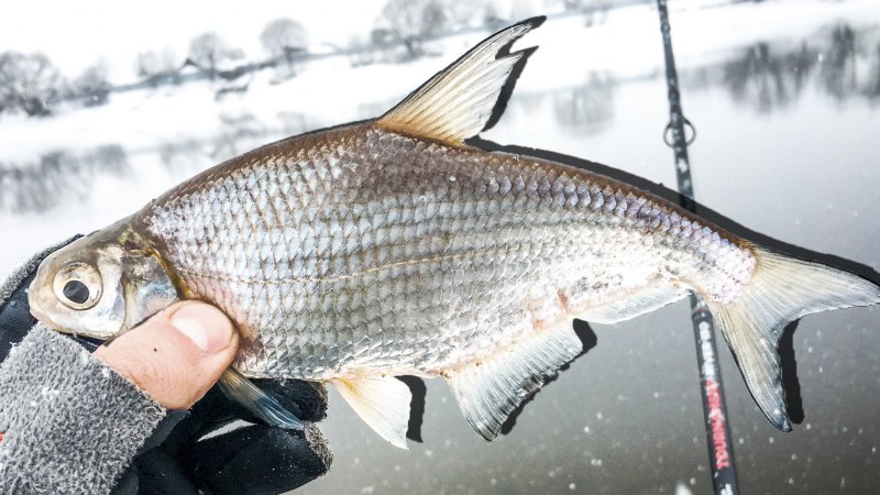 Лещ обыкновенный Abramis brama