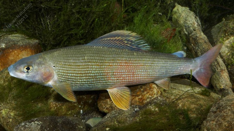 Salema Porgy рыба