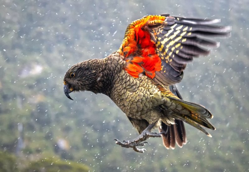 Scarlet Macaw