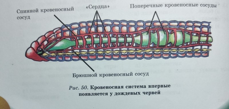 Кровеносная система кольчатых червей 7 класс