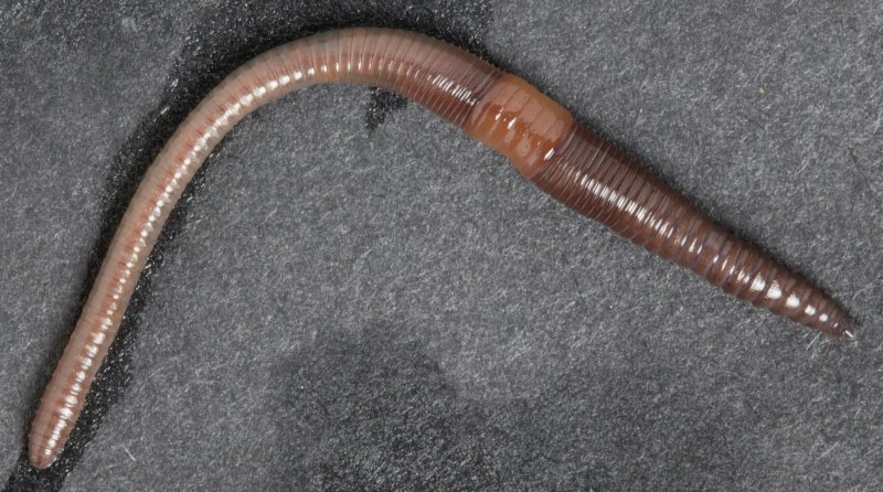 Выползок малый – Lumbricus rubellus