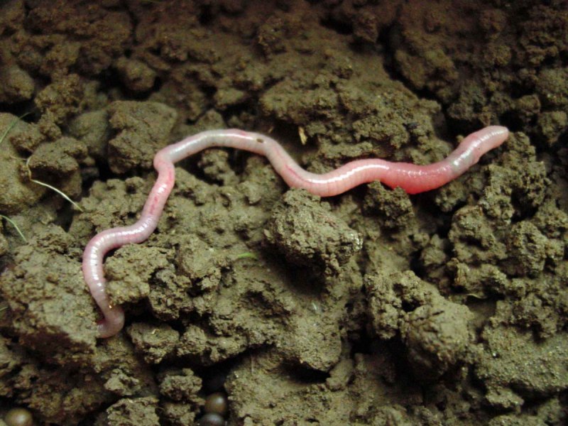 Lumbricus terrestris строение