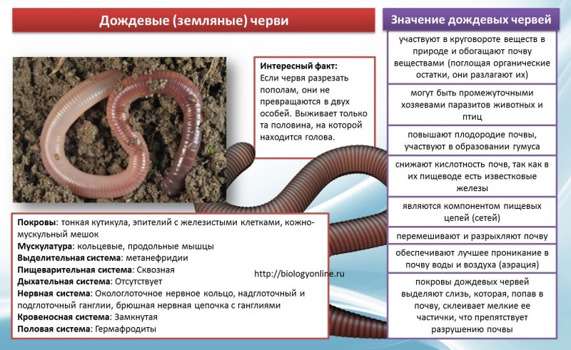 Кольчатые черви дождевые