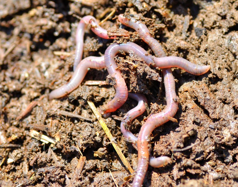 Червь Земляной (Lumbricus terrestris)