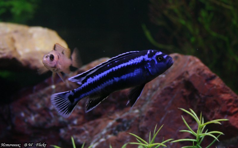 Melanochromis parallelus