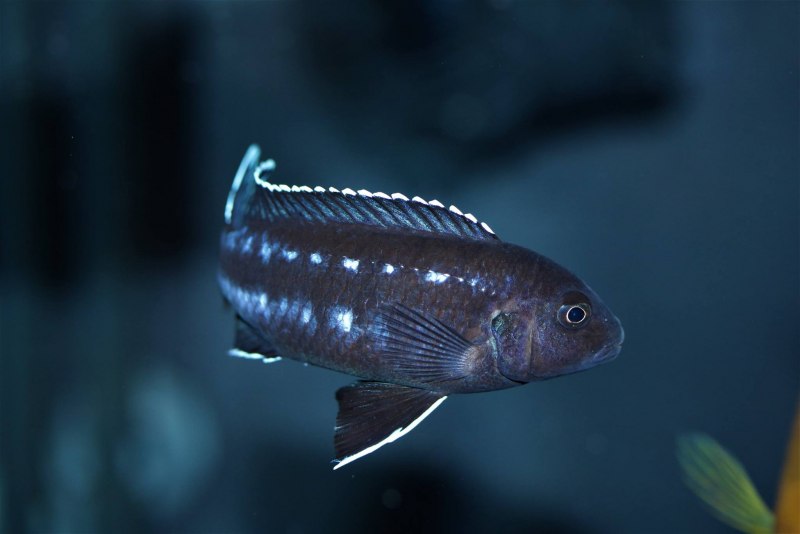 Melanochromis vermivorus