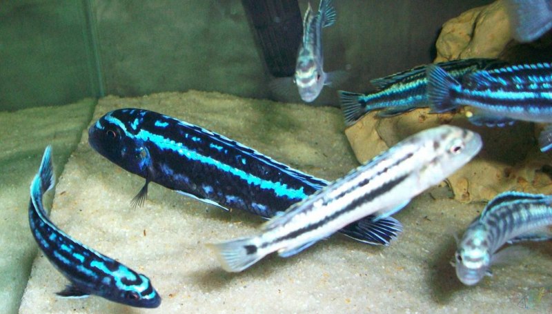 Pseudotropheus perileucos