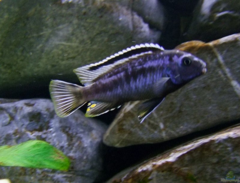 Pseudotropheus Johanni Eastern