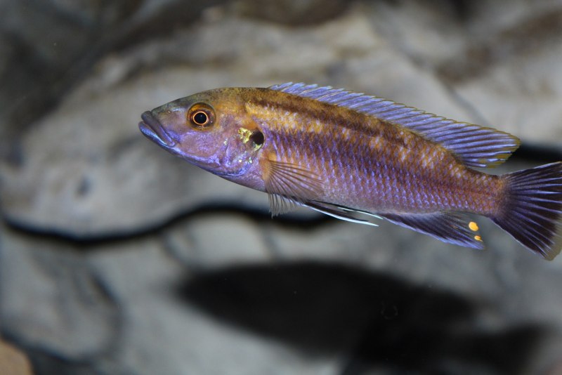 Меланохромис ауратус (Melanochromis auratus)