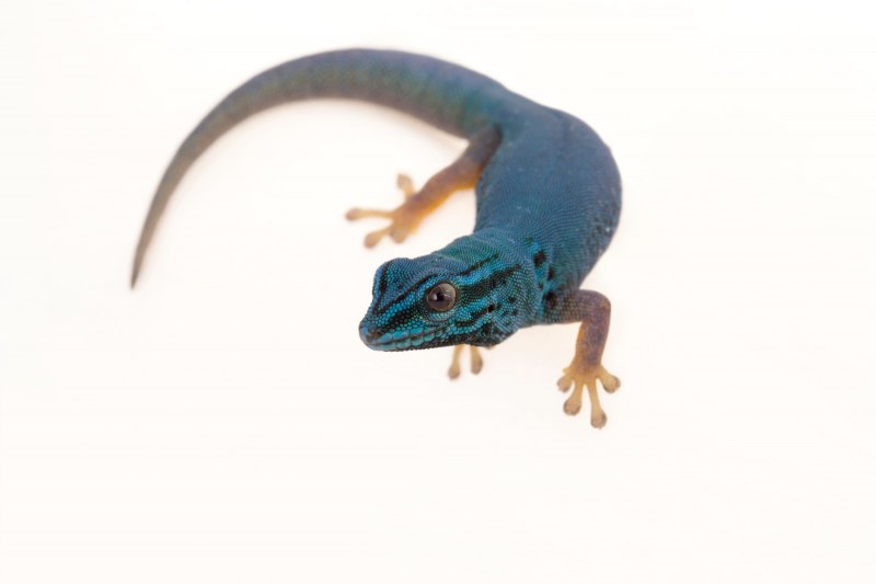 Gecko mating