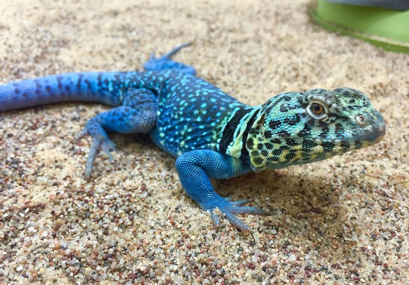 William's Dwarf Gecko