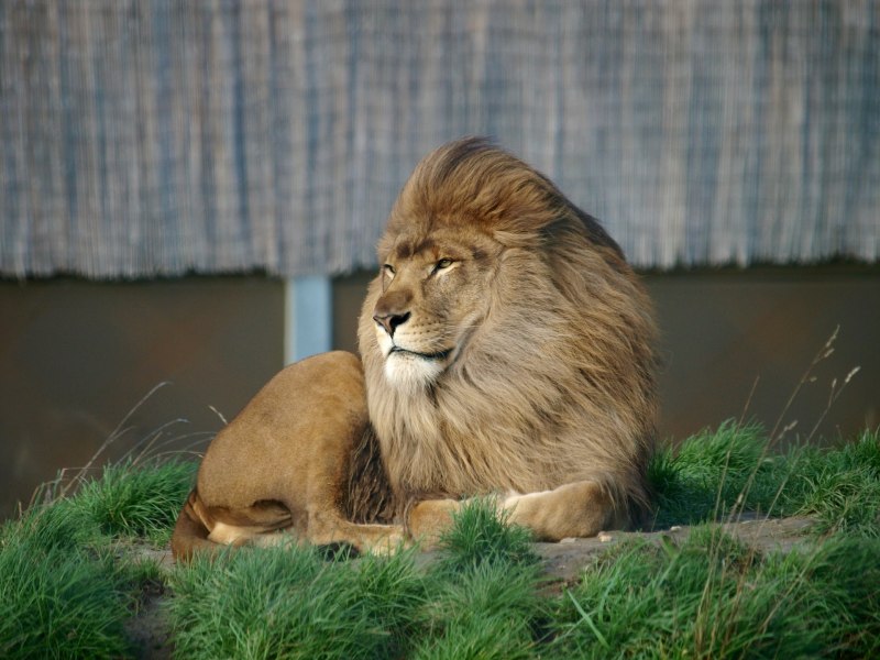 Panthera Leo krugeri
