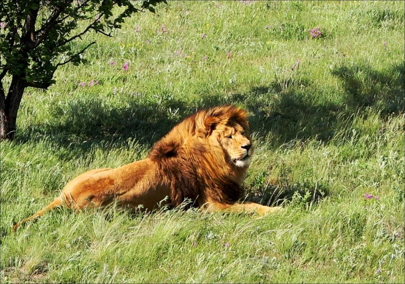 Азиатский (Гирский) Лев