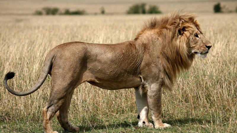 Barbary Lion