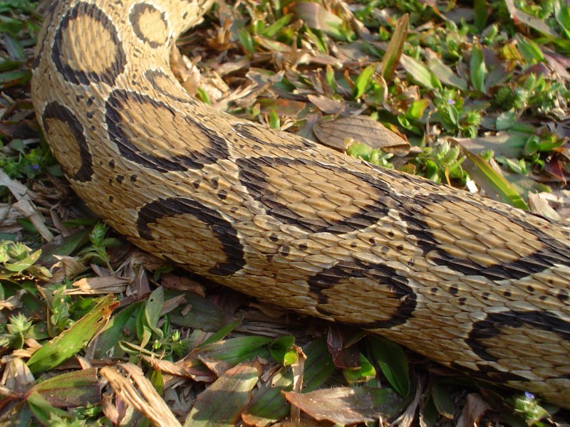 Daboia russelii
