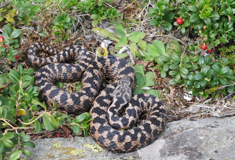Montivipera xanthina