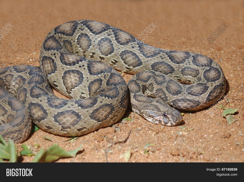 Daboia Palaestinae