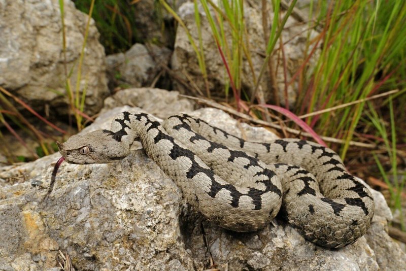 Daboia Palaestinae