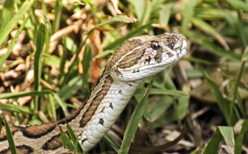 Тигровый уж Rhabdophis tigrinus