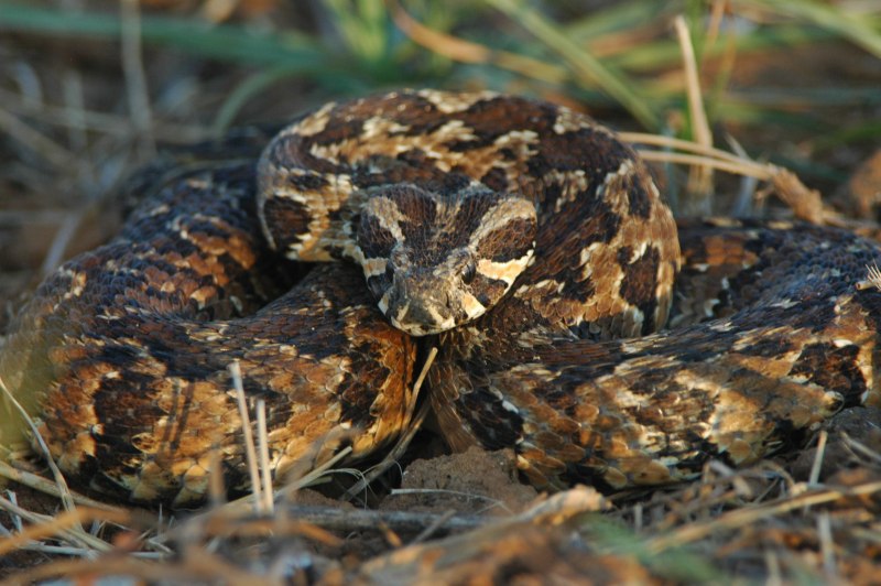 Calloselasma rhodostoma