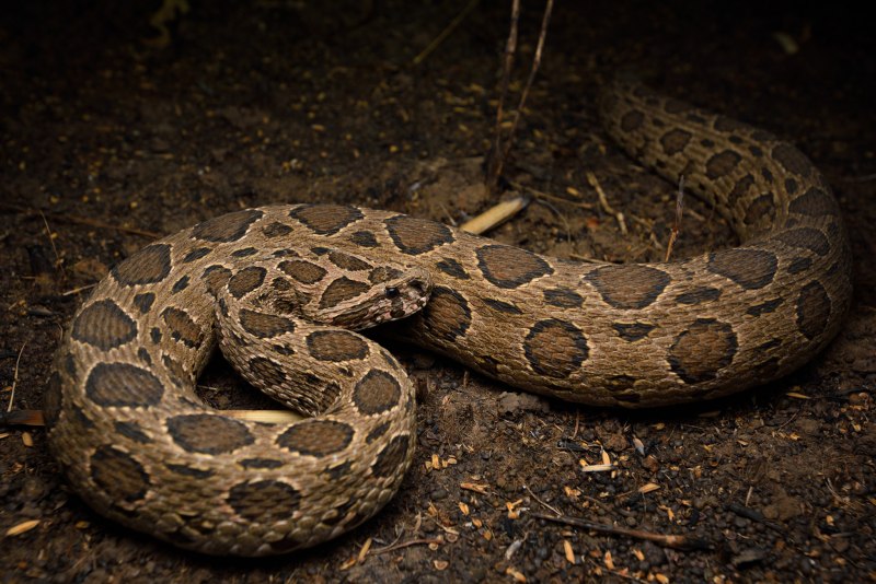 Daboia russelii