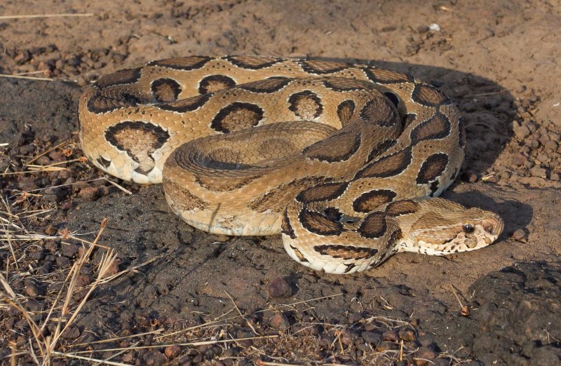 Daboia russelii