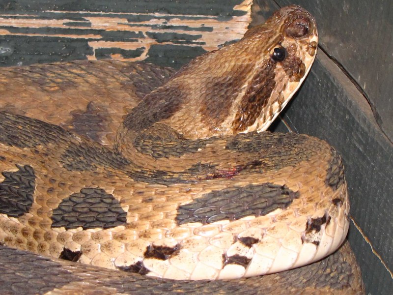 Python фан