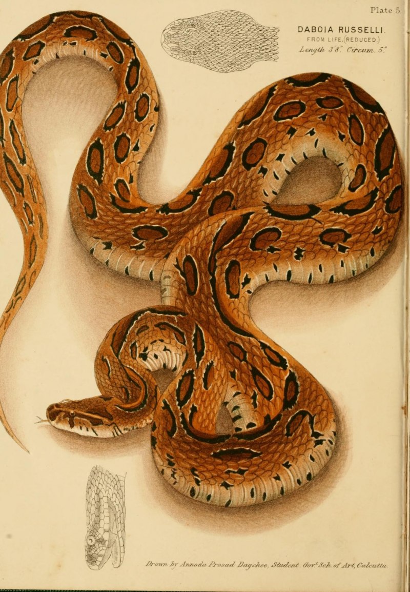 Daboia russelii