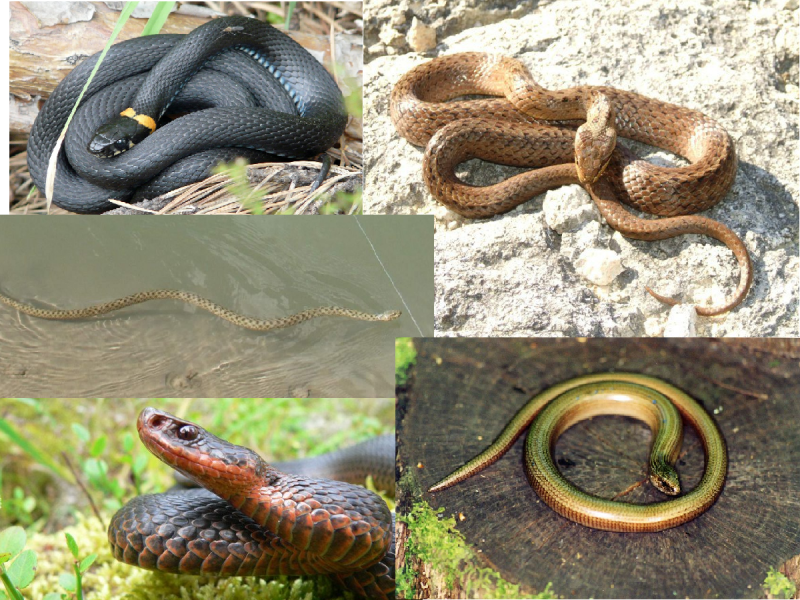 Чёрная мамба Dendroaspis polylepis
