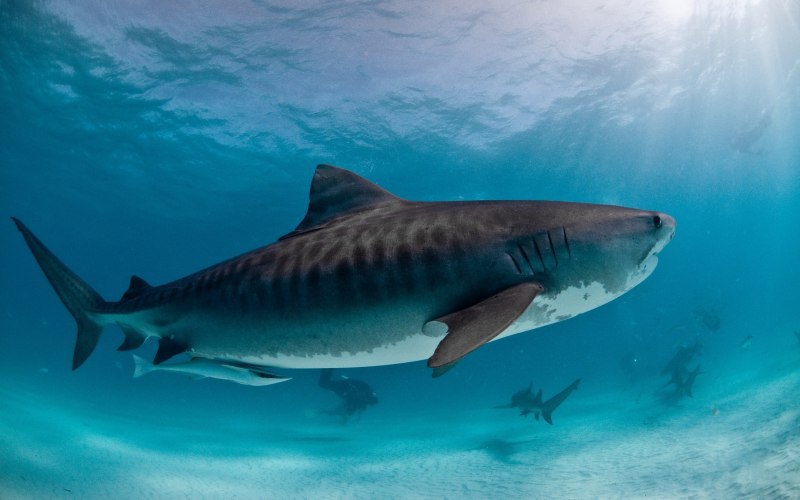 Большая белая акула (Carcharodon carcharias)