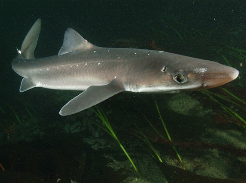 Sphyrna Zygaena