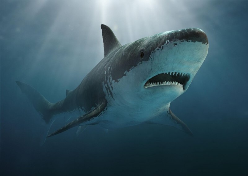 Carcharias Taurus