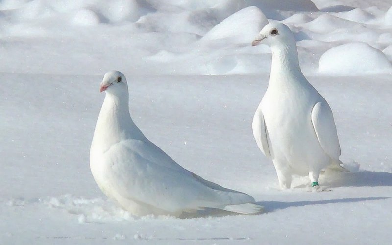 Полярный голубь