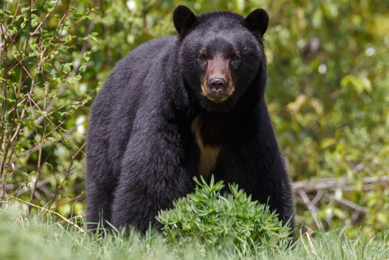Белогрудый медведь Ursus thibetanus