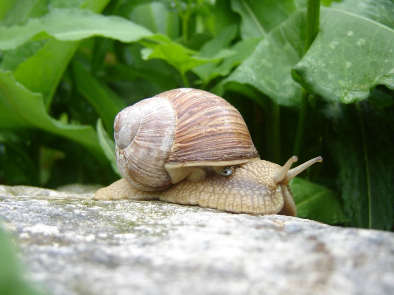 Садовая, улитка (Helix pomatia).