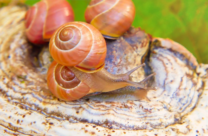 Ахатина гигантская Achatina Fulica