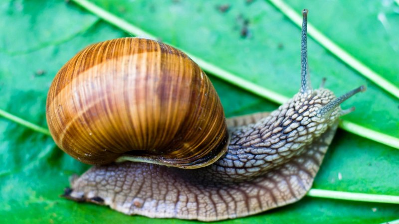 Helix pomatia Виноградная улитка