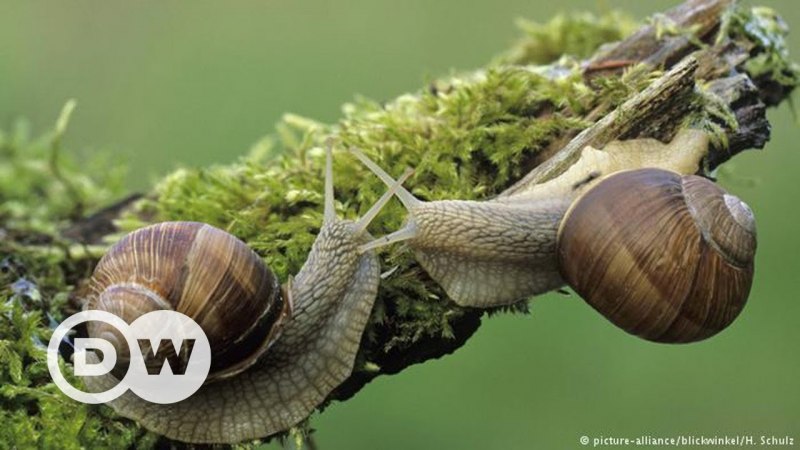 Улитка Helix pomatia