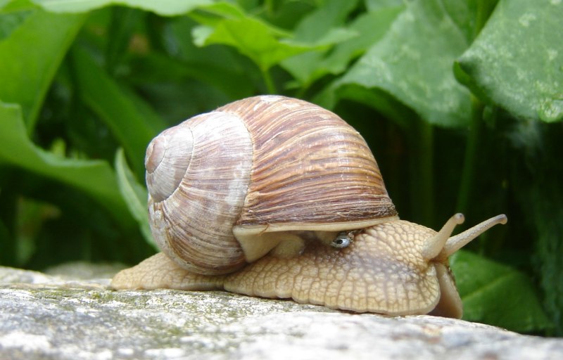 Helix pomatia Виноградная улитка
