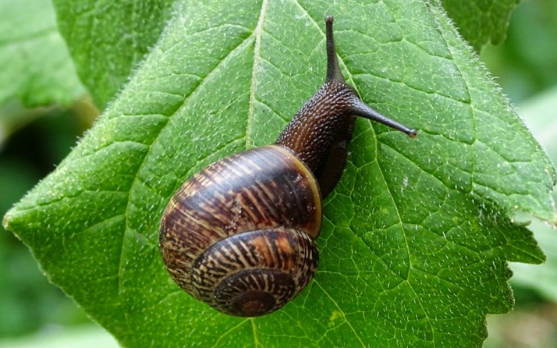 Хеликсы улитки