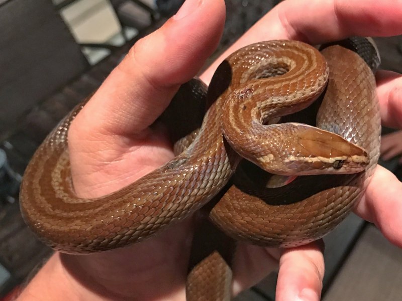 Boaedon lineatus