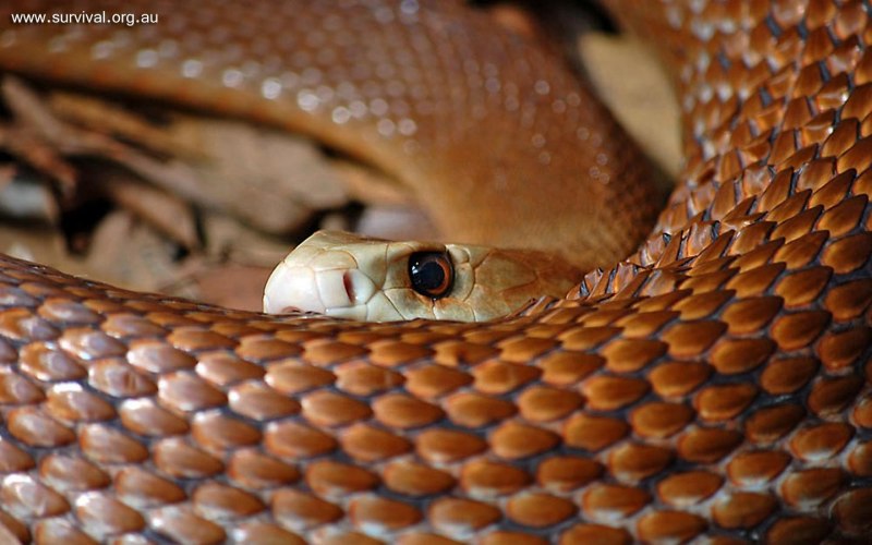 Pseudonaja nuchalis