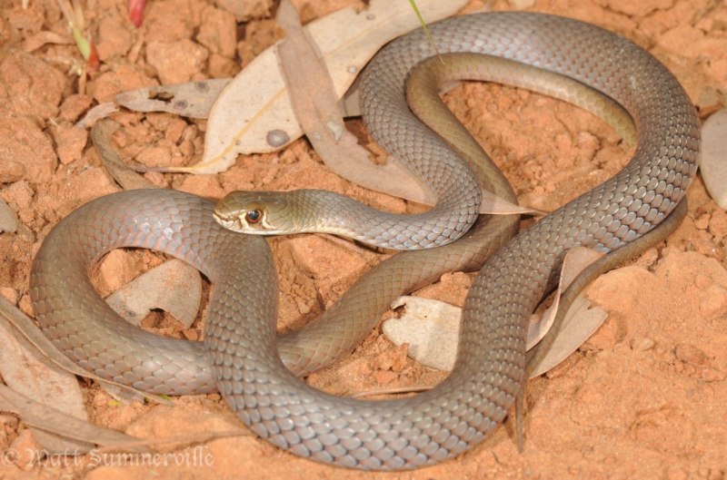 Коричневая ДЕМАНСИЯ (Demansia Psammophis)