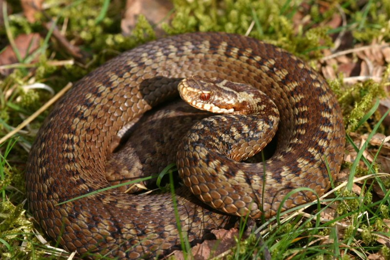 Pseudonaja textilis