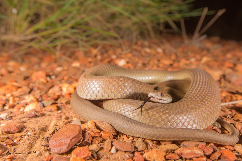 Demansia Psammophis