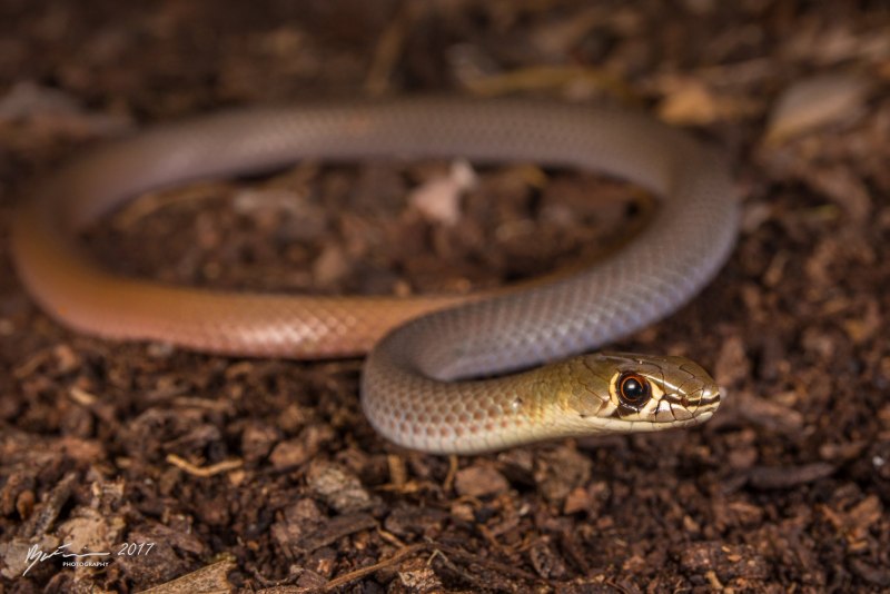 Обыкновенная гадюка (Vipera berus)