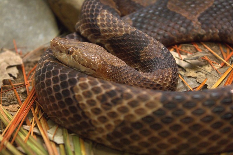 Copperhead Snake