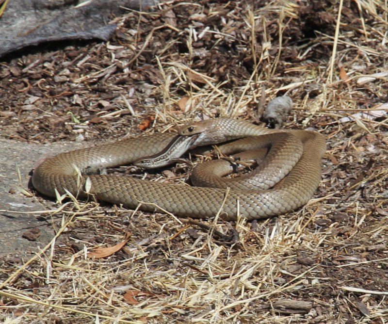 Copperhead змея