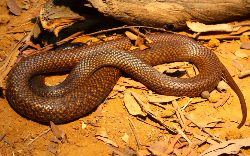 Pseudonaja nuchalis