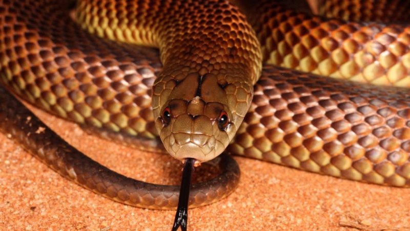 Boiga cyanea